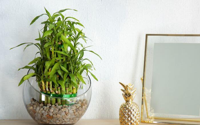 Um símbolo de pureza e simplicidade, perfeito para ambientes tranquilos e equilibrados.