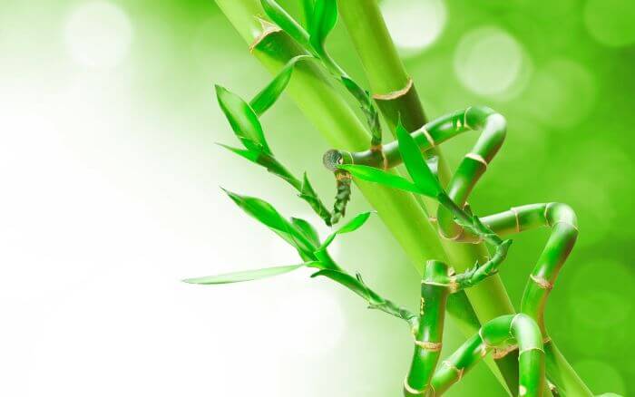 Bambu da sorte enrolado com arame ou modelado uma prática comum que demanda tempo e delicadeza para criar formas personalizadas na planta.