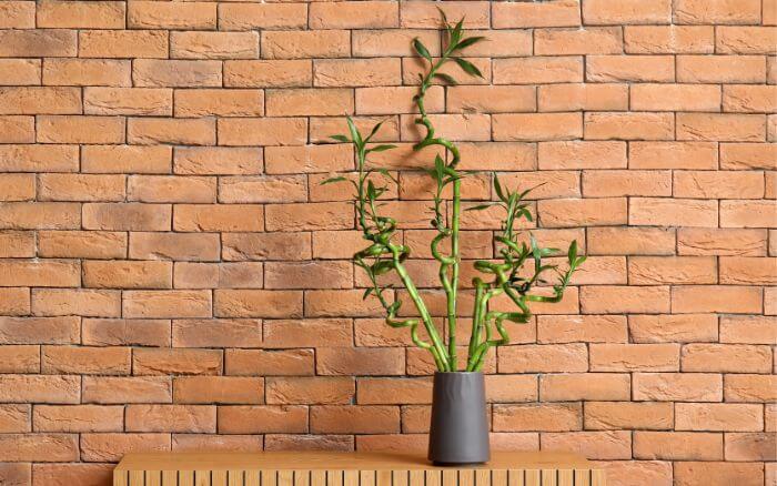 Descubra o simbolismo das oito hastes de bambu da sorte, representando abundância e prosperidade. Uma excelente escolha para trazer boas energias ao ambiente.