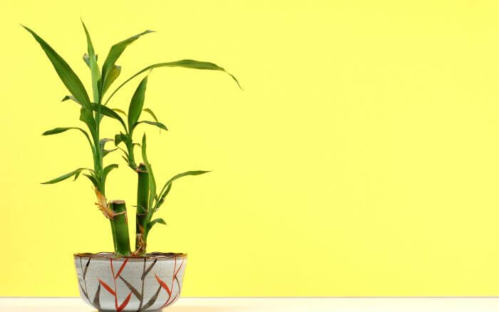 Saiba mais sobre o simbolismo das três hastes de bambu da sorte. Considerado auspicioso, traz felicidade, riqueza e longevidade para seu lar ou escritório.