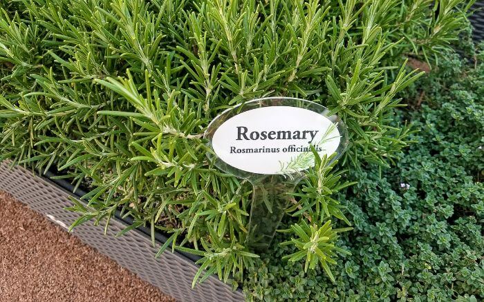 Alecrim (Rosmarinus officinalis). Ramos de alecrim crescendo em um vaso em um jardim caseiro ensolarado.