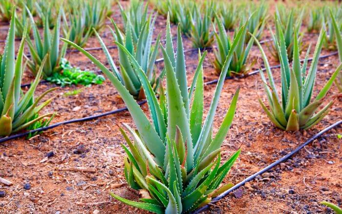 Aloe Vera (Babosa) em Cultivo. Folhas carnudas de babosa cultivadas em um jardim de ervas, prontas para uso medicinal.