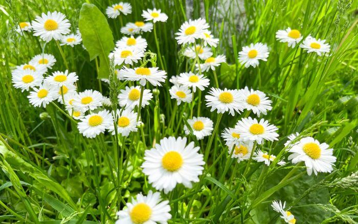Camomila (Matricaria chamomilla). Flores de camomila brancas e delicadas em um vaso, prontas para o preparo de chá medicinal.