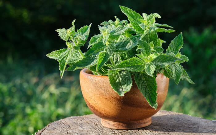 Erva-cidreira (Melissa officinalis). Erva-cidreira com folhas verdes e perfumadas cultivada em um vaso para uso medicinal.