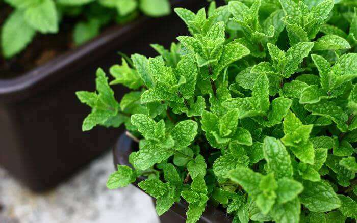 Hortelã (Mentha spicata). Planta de hortelã cultivada em vaso, com folhas verdes vibrantes prontas para chás medicinais.